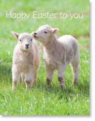 Happy Easter to you (pack of 4)